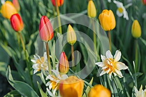 Red and yellow tulips, white daffodils bloom in the garden in spring