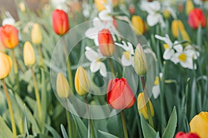 Red and yellow tulips, white daffodils bloom in the garden in spring