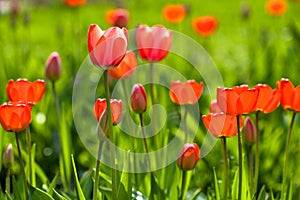 Red yellow tullips on daylight