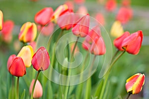 Red yellow tullips on daylight