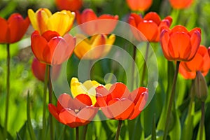 Red yellow tullips on daylight
