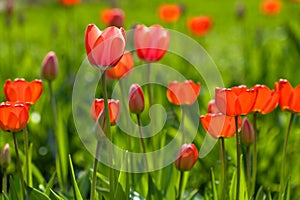 Red yellow tullips on daylight