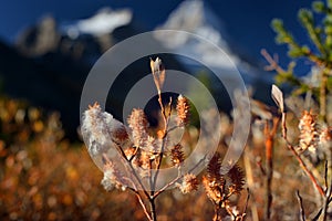 Red , yellow vegetation in Rockies in The fall