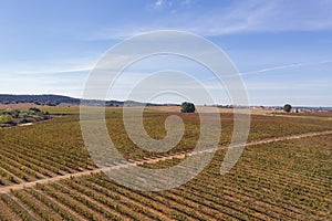 Red and yellow vineyards drone aerial top view with village on the background during summer, in Alentejo Portugal