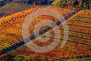 Red and yellow vineyards on the hills of Langhe, Italy.