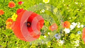 Red, yellow, white and blue summer flowers, green grass, one red Poppy on front of The picture