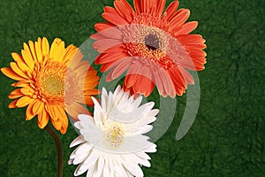 Red yellow and white daisy flowers
