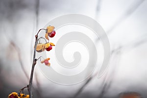 Red and yellow wild berries on tree branch in winter time