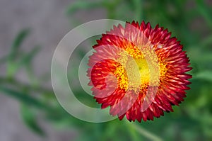 Red Yellow Xerochrysum bracteatum Flower