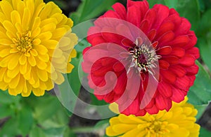 Red and Yellow Zinnia elegans flower