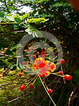 Red yellowish flower