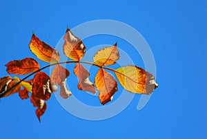 Red yellowish leaf in autumn