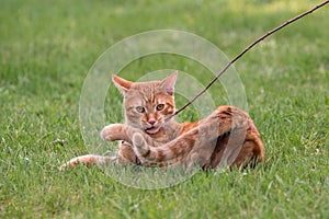 Red young cat playing in the grass