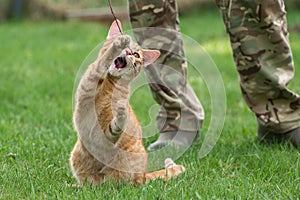 Red young cat playing in the grass