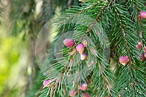 Red young cones on branches of spruce