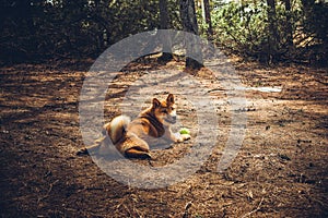 Red young dog shiba-inu plays in nature