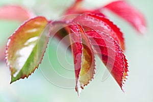 Red young leaves of rose