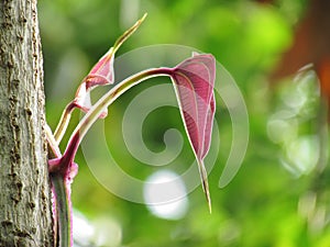Red young leaves stand out among the natural green background