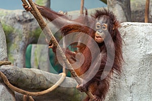 Red young orangutan playing on the tree