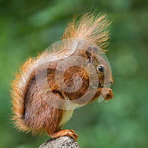 A red young squirrel posing on a stone