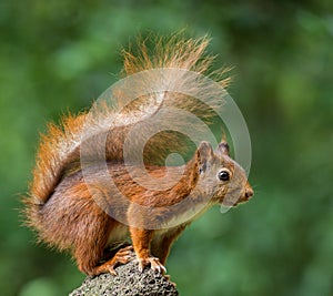 A red young squirrel posing on a stone