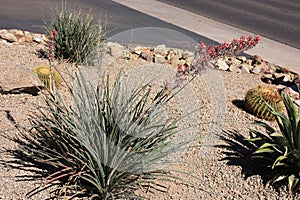 Red Yucca and Barrell Cacti in Xeriscaping photo