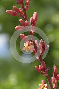 Red Yucca Bloom - Hesperaloe Parviflora