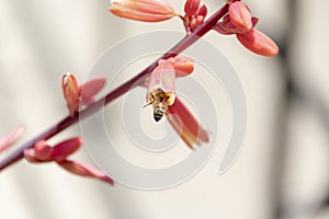 Red Yucca Bloom - Hesperaloe Parviflora - Texas Honey Bee