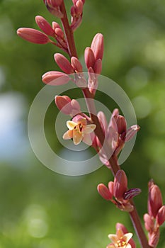 Red Yucca Bloom - Hesperaloe Parviflora photo