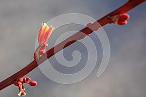 Red Yucca Flower and Buds, Hesperaloe parviflora, closeup shallow DOF