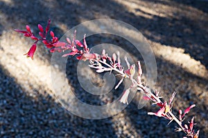 Red Yucca Flower and Buds, Hesperaloe parviflora, closeup shallow DOF photo