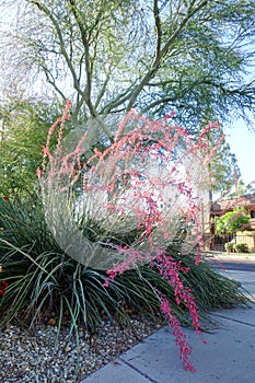 Red Yucca, Hesperaloe parviflora, along city sidewalk