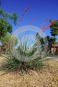 Red Yucca, Hesperaloe parviflora, at xeriscaped city street sidewalk, Phoenix, AZ photo