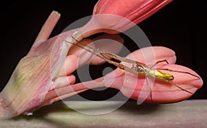 Red Yucca With Longlegged Sac Spider