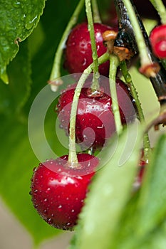 Red yummy cherries on the tree