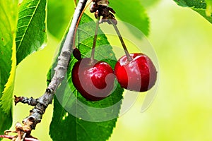 Red yummy cherries on the tree. Close up.