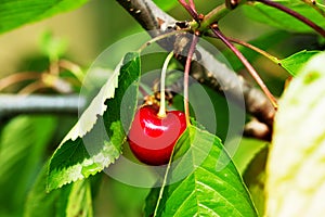 Red yummy cherries on the tree. Close up.