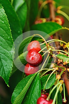 Red yummy cherries on the tree