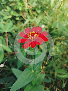 Red zenia flower photo