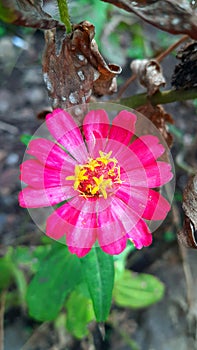 red zinia anggun flower by the roadside