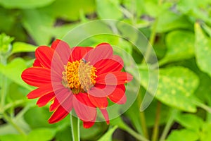 Red Zinnia Bright colors attract insects.