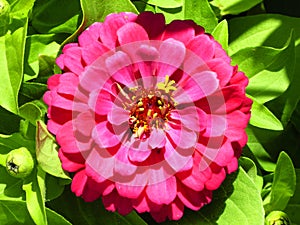 Red Zinnia elegan flower blooming