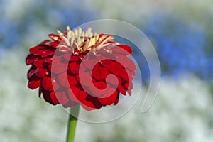 Red Zinnia elegans ball Pom Pom shaped flower portrait