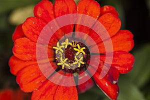 Red zinnia elegans cloe up