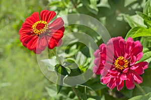 Red Zinnia elegans flowers portraits, selective focus