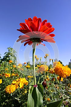 Red Zinnia flower