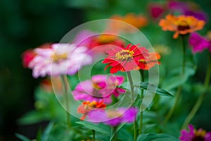 Red zinnia flower, on blurry nature background
