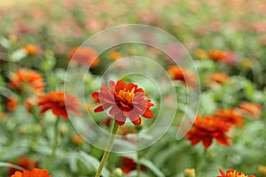 Red zinnia flower in garden.