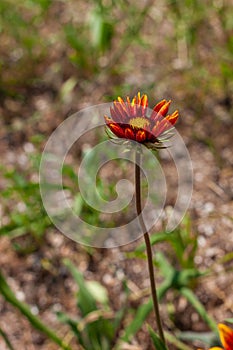 Red Zinnia flower in the meadow. Amazing wild poppies wallpaper. Beautiful nature photo copy space. Floral greeting card