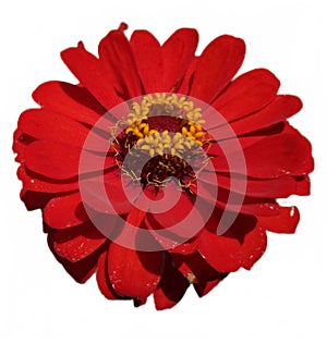 Red zinnia flower from Tulungagung
